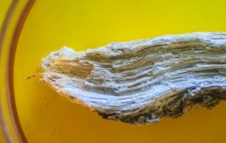 Amphibole silicate mineral that commonly found in metamorphic rocks